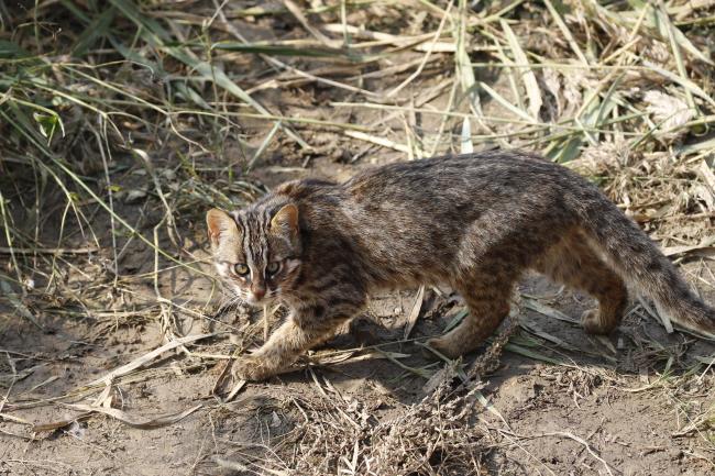 Leopard Cat