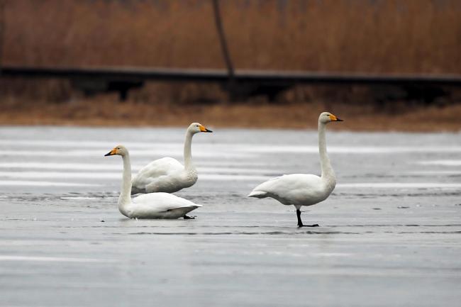 Whooper Swan