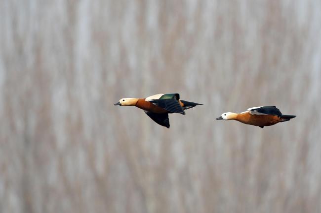 Ruddy Shelduck