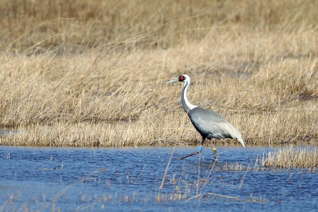 White-naped Crane