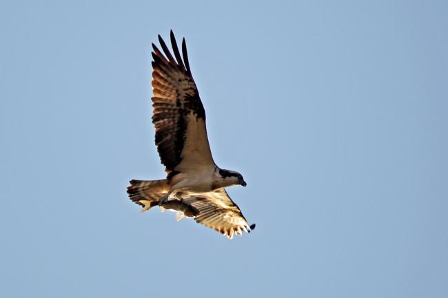 Osprey