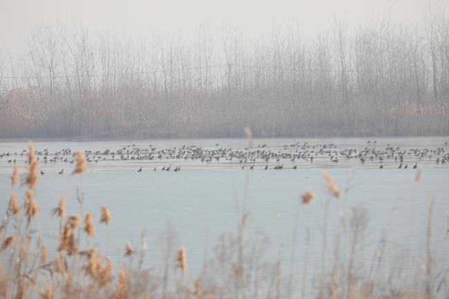 Wild ducks