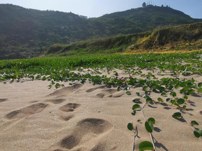 Beach plant