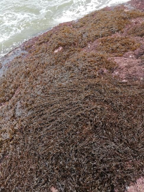 Intertidal algal Sargassum hemiphyllum community
