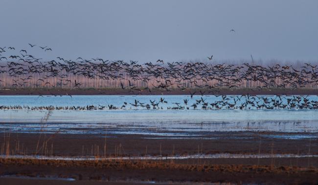 Geese and ducks