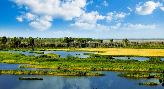 Marsh wetlands