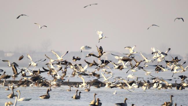 Geese and ducks