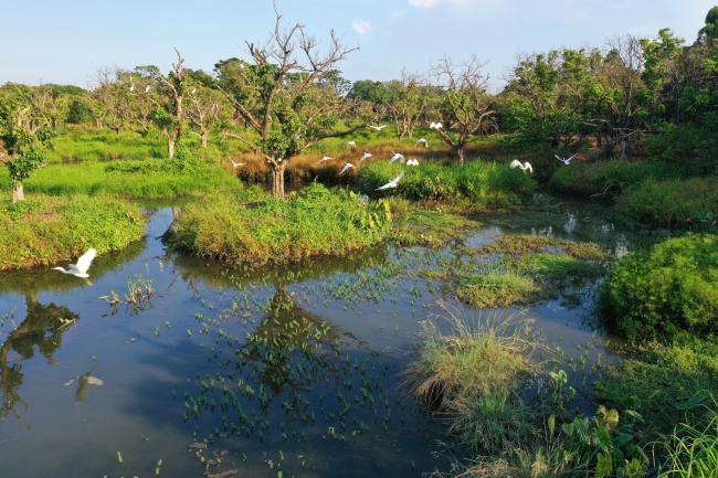 Restored agroforest wetland for waterbirds