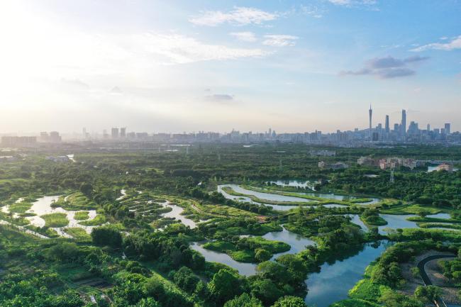 Haizhu Wetlands & City