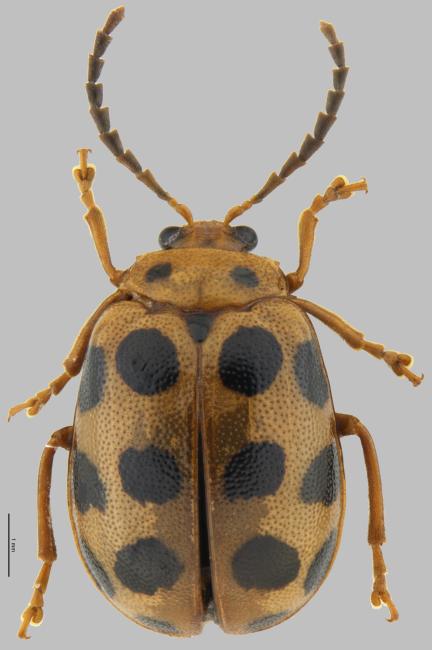 One new species Sphenoraia haizhuensis found in Haizhu Wetlands