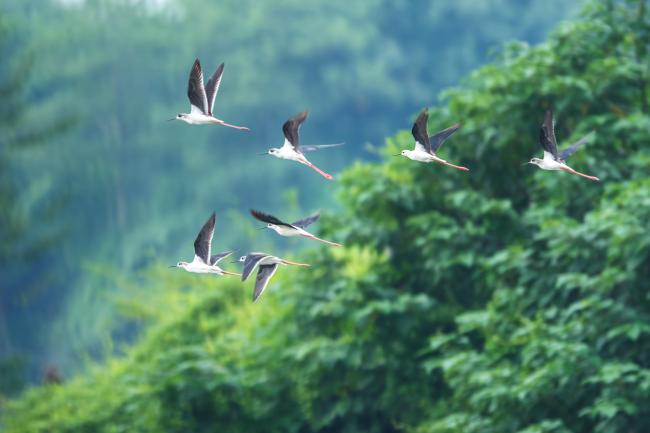 Black-Winged Stilt