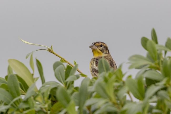 Yellow-breasted Bunting