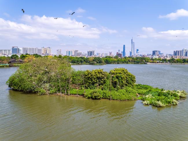 Restored island of birds