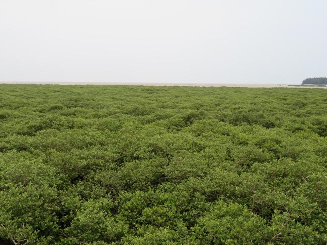 Mangrove
