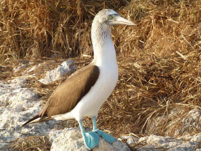 Bobo de patas azules (Sula nebouxii). Parque Nacional Isla Isabel