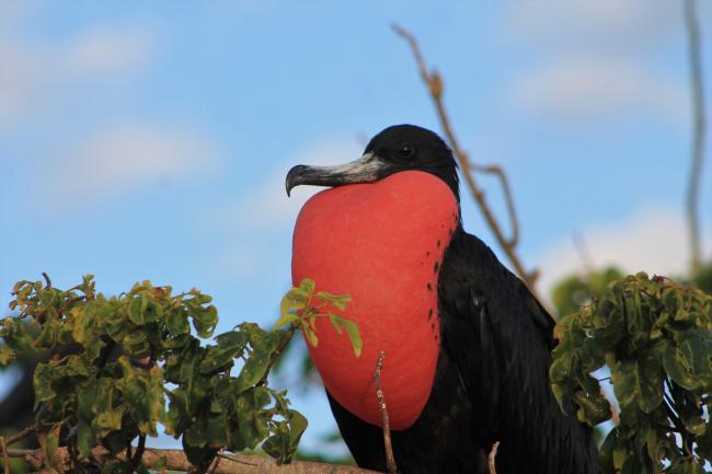 Fregata magnificens, Parque Nacional Isla Isabel