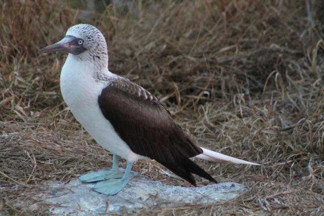 Bobo de patas azules (Sula nebouxii). Parque Nacional Isla Isabel