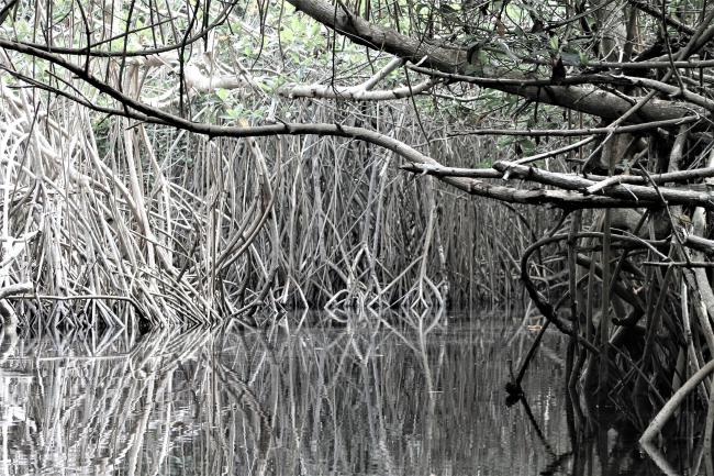 Sito Ramsar La Tovara