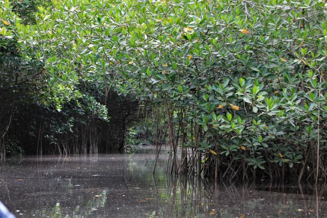 Sito Ramsar La Tovara
