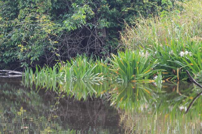 Sito Ramsar La Tovara