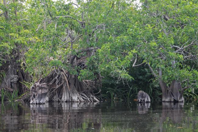 Sito Ramsar La Tovara