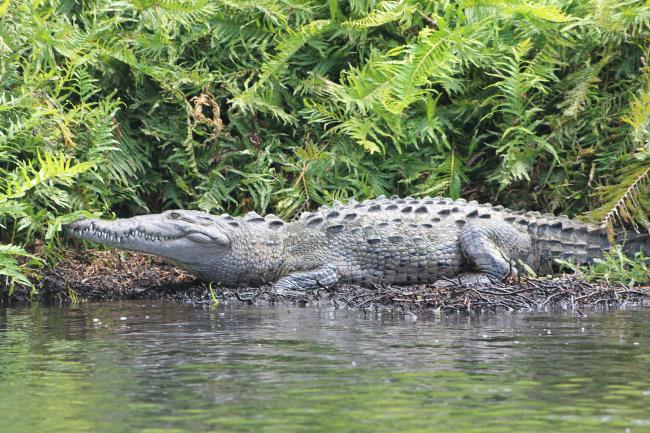 Sito Ramsar La Tovara