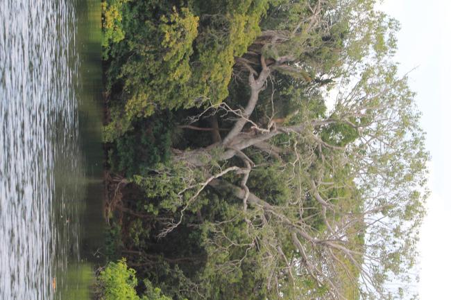 Sito Ramsar La Tovara