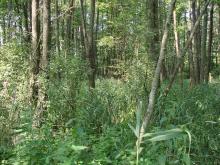 Forest in the floodplain of the Iput River