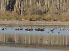 Laguna Salada, en los Conucos de Montecristi, presencia d especies de anatidas y playeros.
