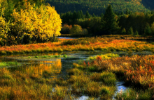 Wetland landscape