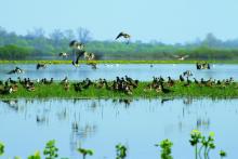 Middle Pripyat is important stopover site during waterbirds migration