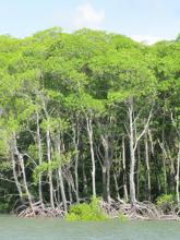 Reentrancias Maranhenses