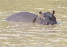 Photo 3 : Un Hippopotame 
