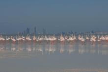 Flamingos against the backdrop of Abu Dhabi city