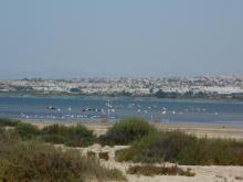 Lagunas de La Mata y Torrevieja. Flamencos en la laguna de La Mata