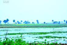 Sauj jheel 
