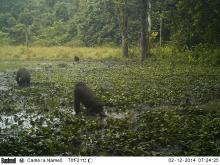 Chimpanzé aux baies de Diba Diba
