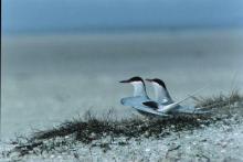 Inicio Servicio de Informaci n - 1279%20Voordelta 