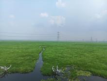 Jai Prakash Narayan Bird Sanctuary  - Wetland view