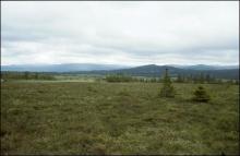 View from a bog part in Klockamyren in the west part of the site