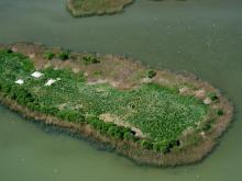 Gull colony on Korom Island at Lake Fehér 
