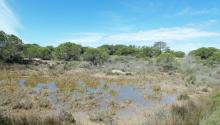 Camargue laguno-marine