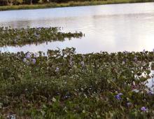 Inicio Servicio de Informaci n - 6152 CEsterosdelIber305 