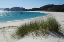 Isla de Cíes. Playa con Amophila arenaria