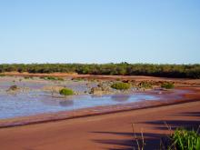 Mangroves at Roebuck Bay