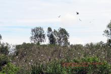 Bird Station at U Minh Thuong Nature Reserve
