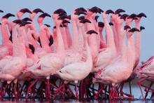 Parade Nuptial de flamant Nain dans le bassin de Bell