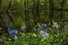 Woodland Phlox along LWR slough