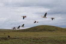Bar-headed goose (Anser indicus) 