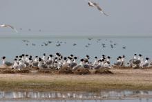 Colony of Ichthyaetus ichthyaetus on the island of Big Kinsky in Yagorlytska Bay, Black Sea Biosphere Reserve.
